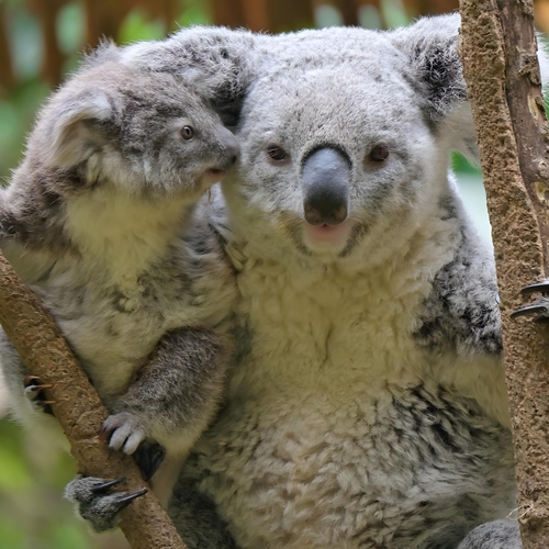 Safe in Mother\'s Arms
