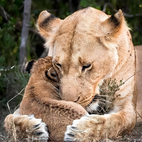 Strength in Tenderness