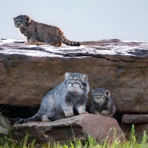 Guardians of the Steppe