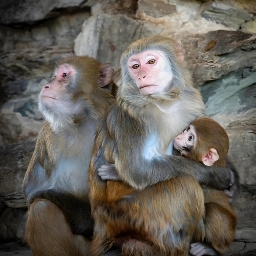 Mother\'s Embrace