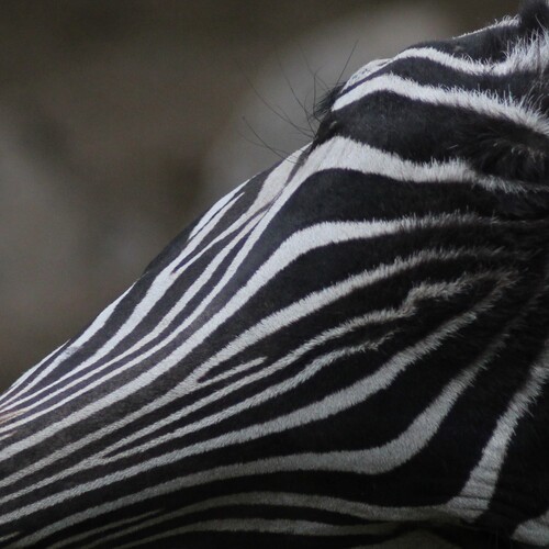 Photo #13878668