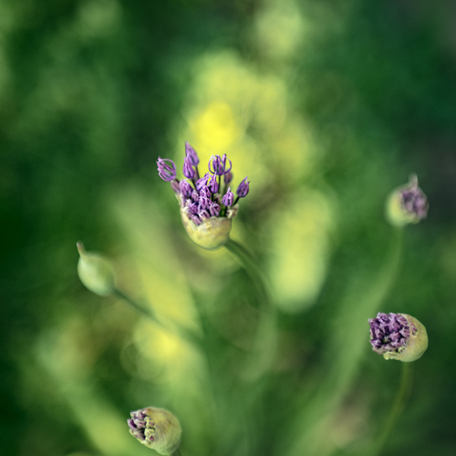 Photo #13878764