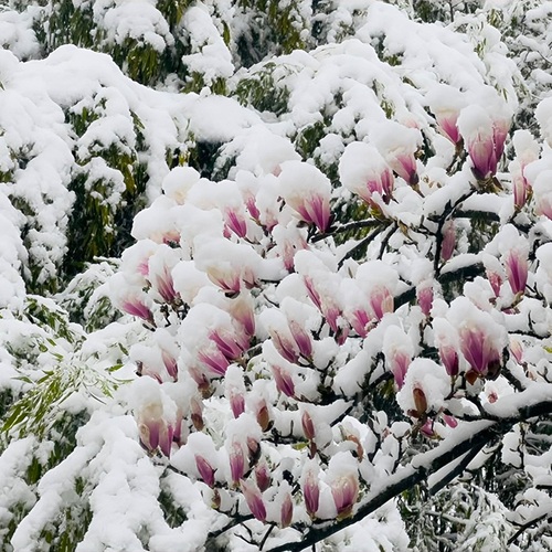 Resilience in Bloom