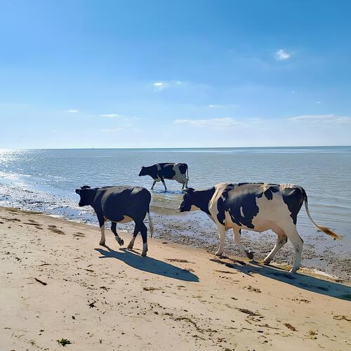 Photo #13878955