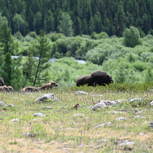 Photo #13878997