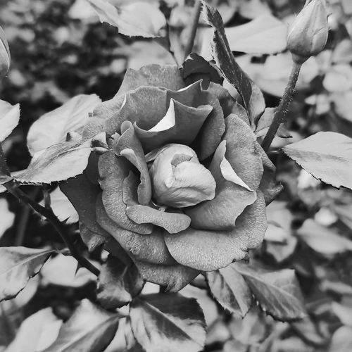 Photo #13879013
