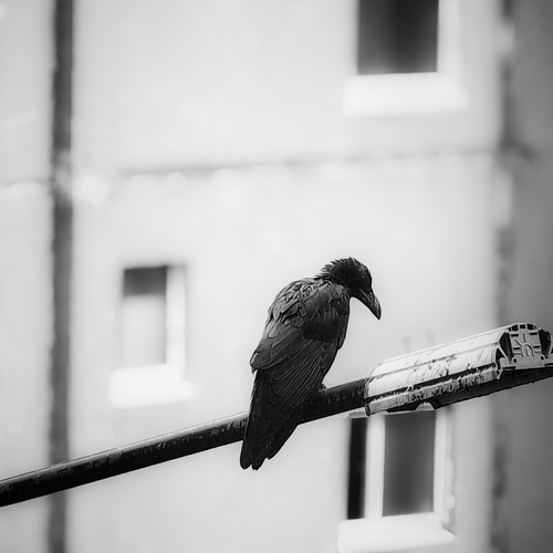 Photo #13880155