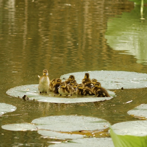 Photo #13880234