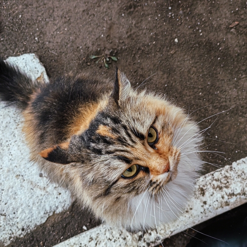 Photo #13880764