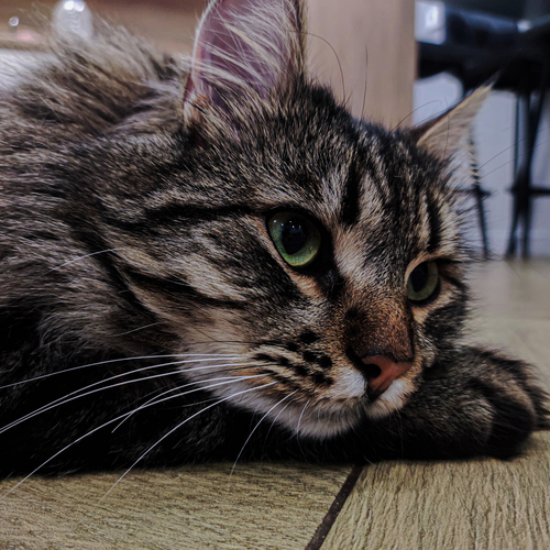 Photo #13880766