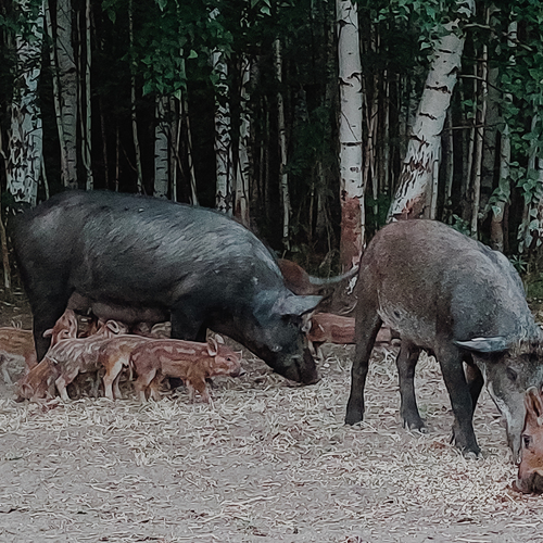 Photo #13880966