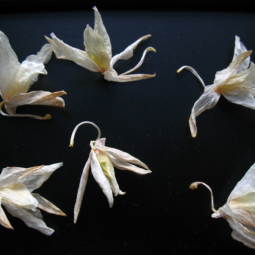 Photo #13880993