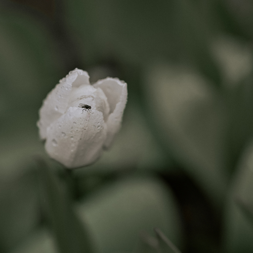 Photo #13881050