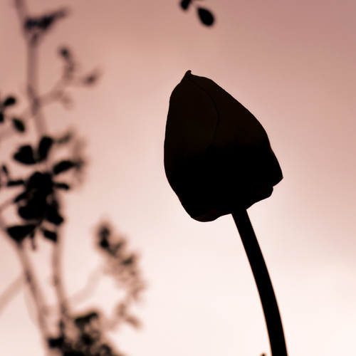 Photo #13881146
