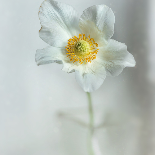 Anemone