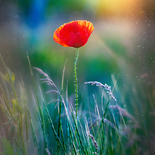 Papaver