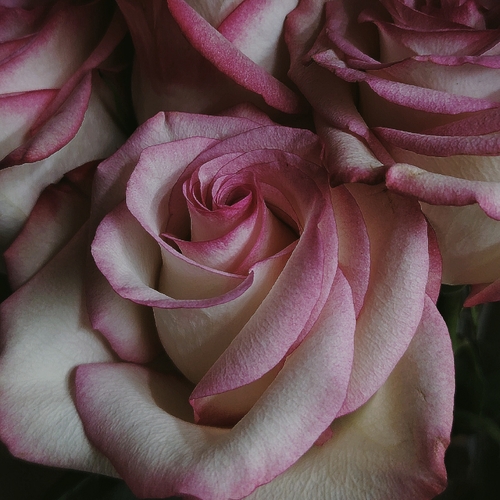 Photo #13881677