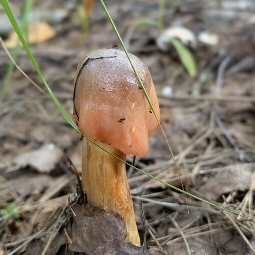 Photo #13881711