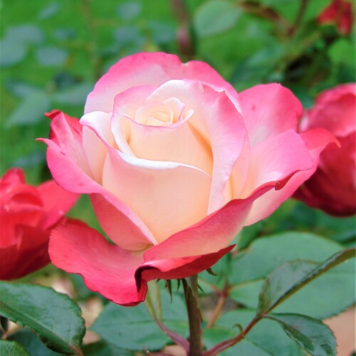 Photo #13882076