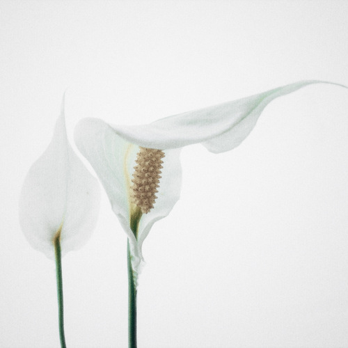 Photo #13882110