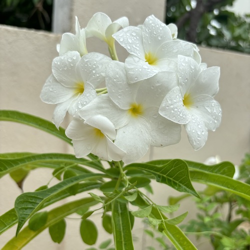 White chafa
