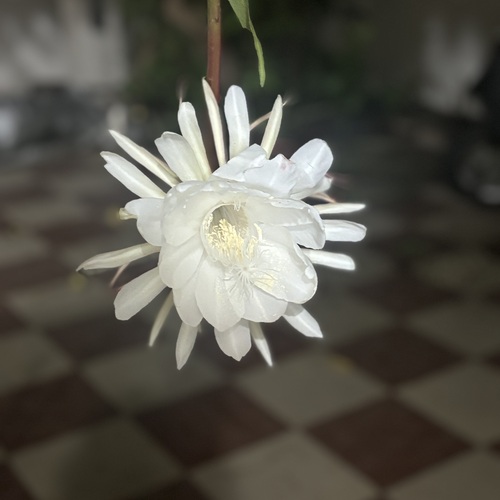 Bramhakamal