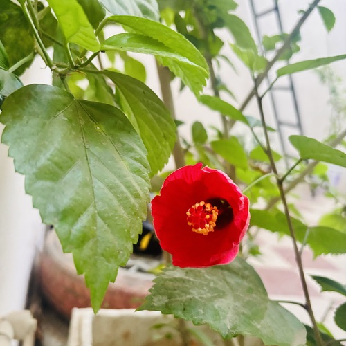 Hibiscus