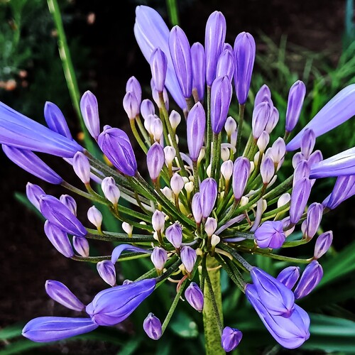 LAS FLORES DEL LIRIO AGAPANTO