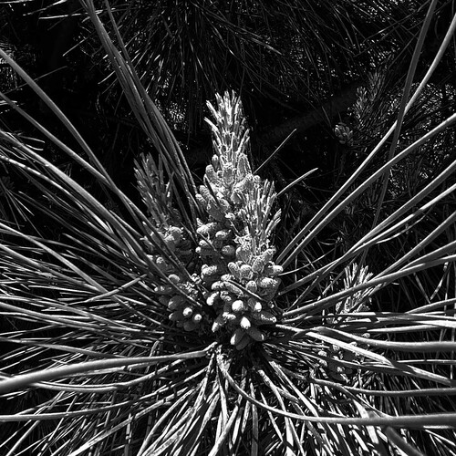 FLOR MASCULINA DE UN PINO