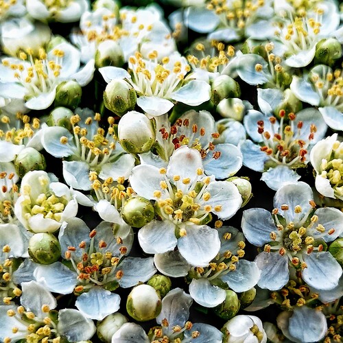 BOUQUET