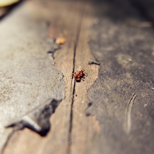Photo #13882451