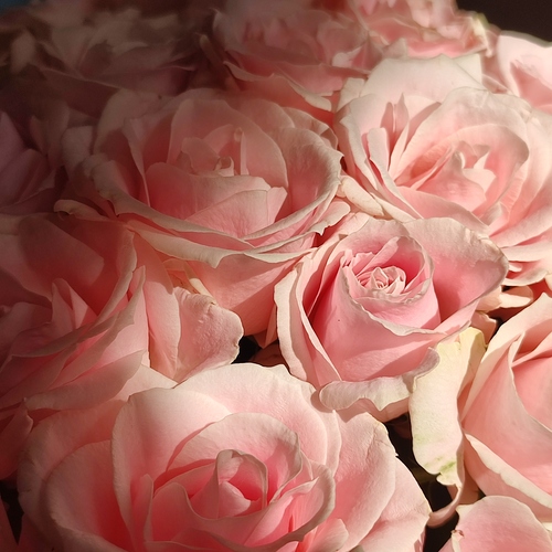 Photo #13882835
