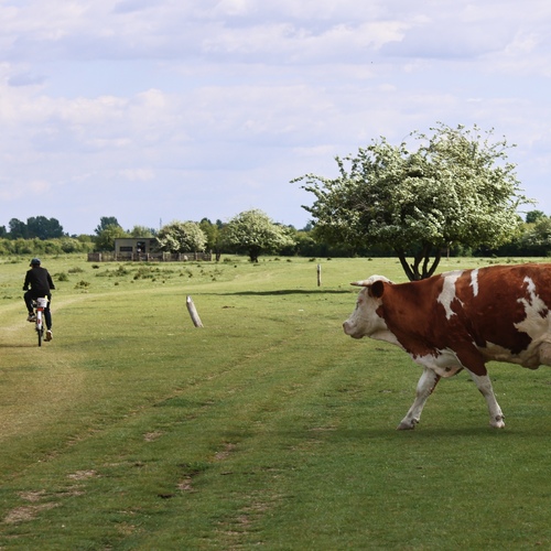 Photo #13883033