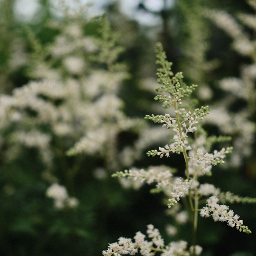 Photo #13883042