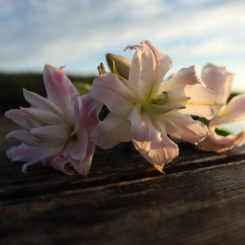 Photo #13883170
