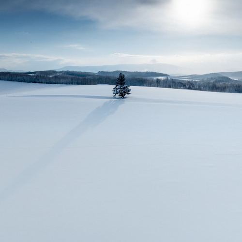 The Lonely Tree