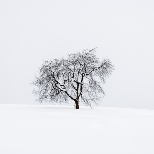 The Lonely Tree