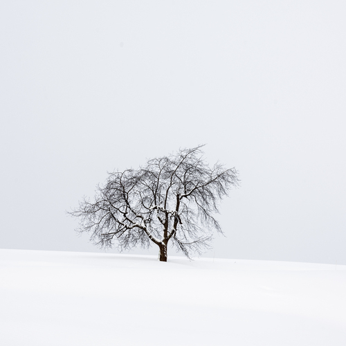 The Lonely Tree