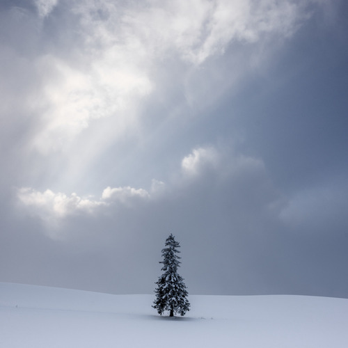 The Lonely Pine Tree