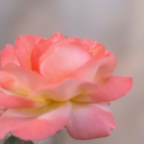 Photo #13883509