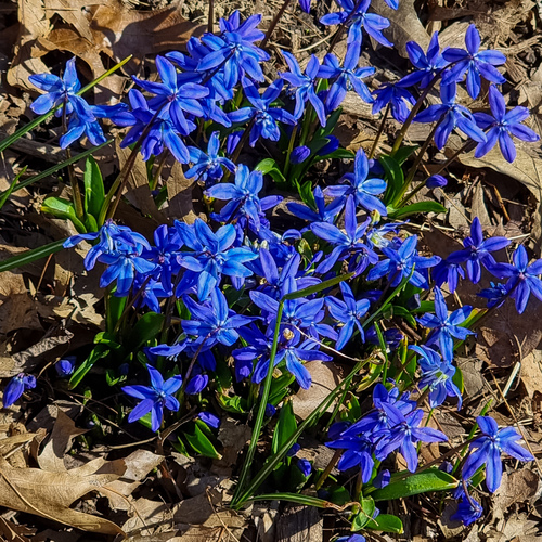 Blue Blossoms in Central Park