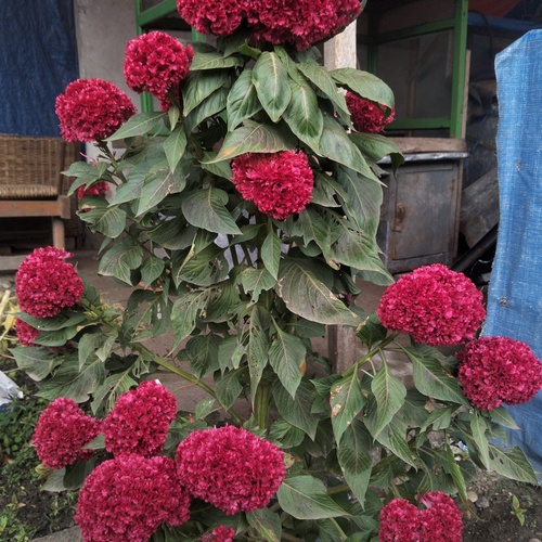 Sanggul Merah