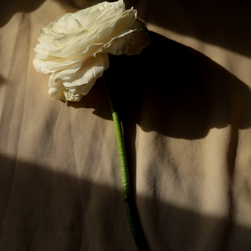 Photo #13883929