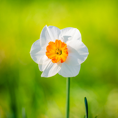A little Spring