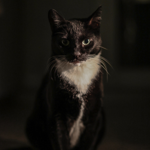 Photo #13884127