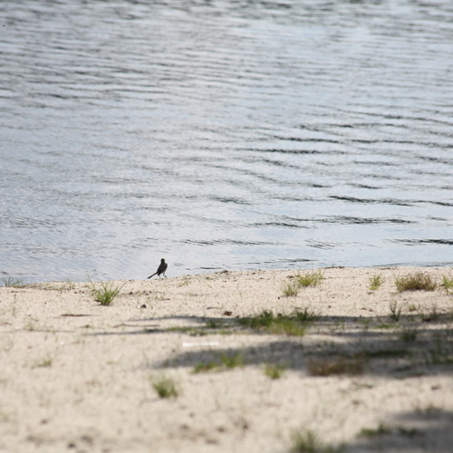 Photo #13884313