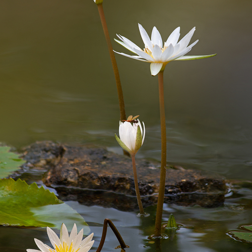 Мила Миронова