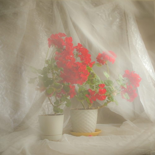 Photo #13884568