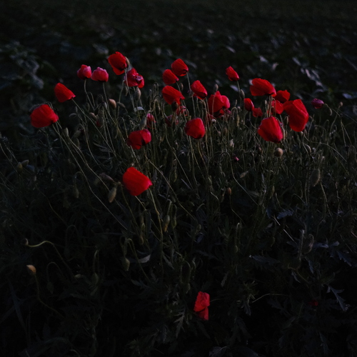 Photo #13884624