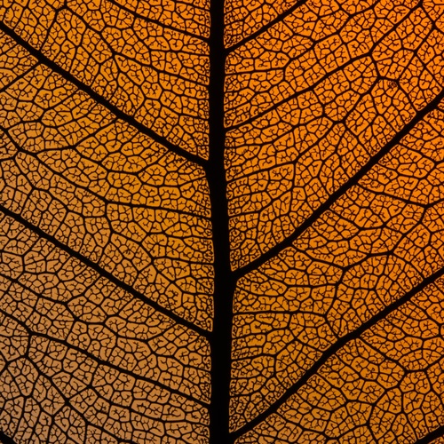 The Vains Of Mother Nature